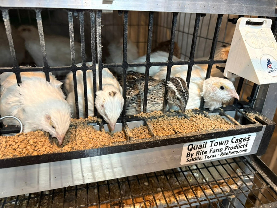 Predator-Proofing Quail Pens Before the Long Nights