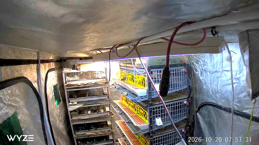 Short Days, Fewer Eggs: What Daylight Does to Quail Laying