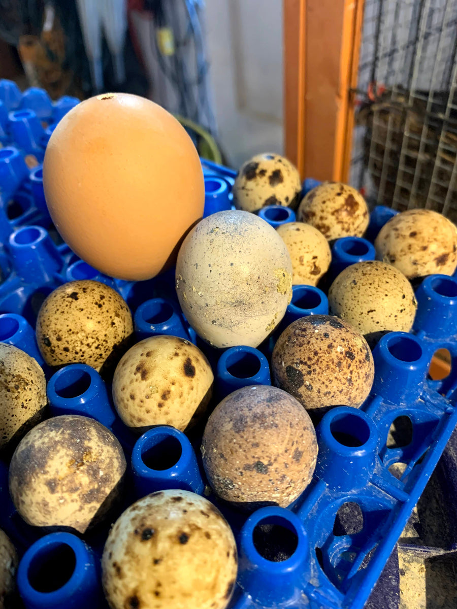 Big Quail Eggs: What's Normal, What's Not, and When to Worry
