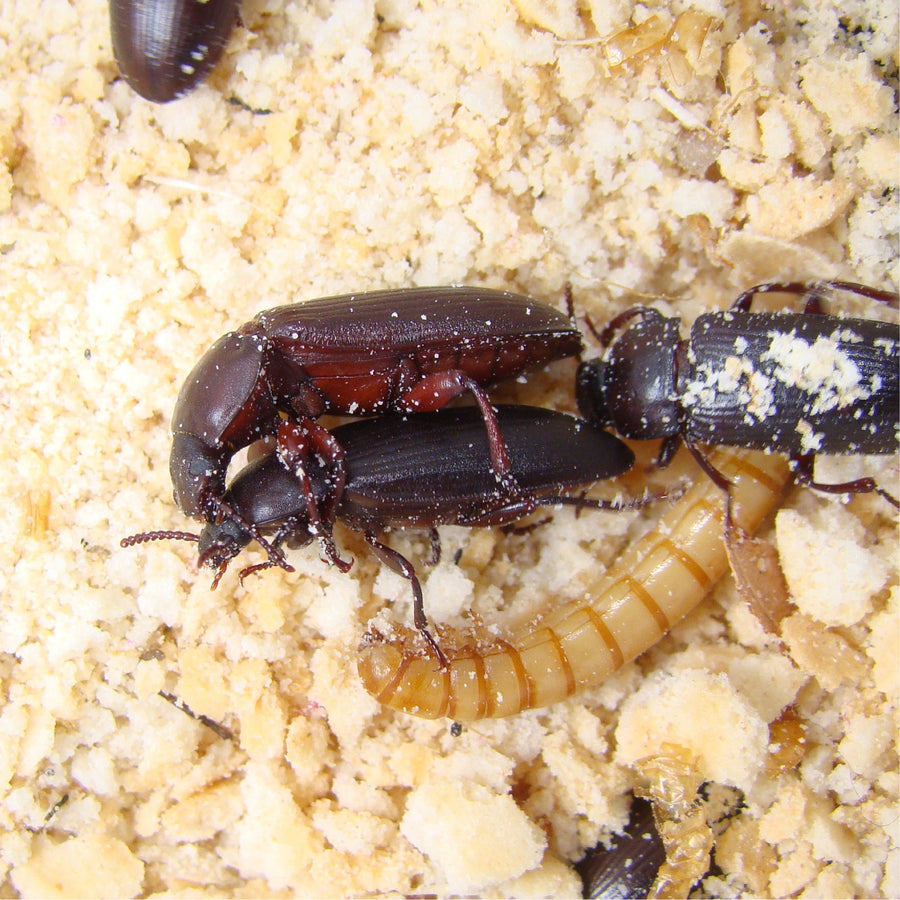 Start a Mealworm Colony Now, Not in January