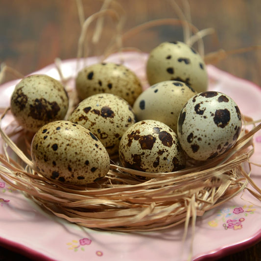 Empty Whole Eggshells Quail Eggs Hollowed - Set of 10 Cleaned Hollow Quail Eggs Perfect for Crafting and Decoration