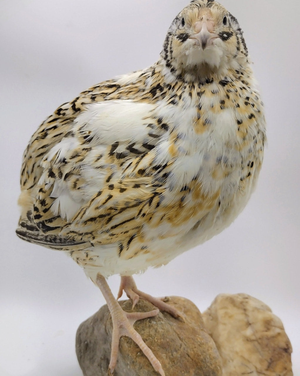 Premium Fertile Jumbo Progressive Pied- Feather Sexable hatching eggs for Hatching - Fresh Coturnix Quail Eggs