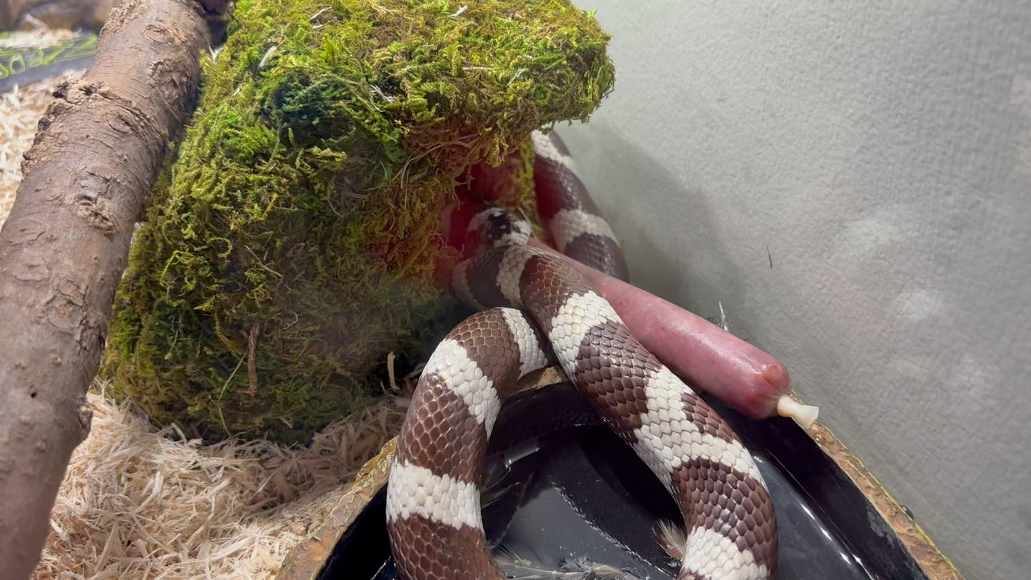 Quail meat Sausage for Raw Feeding (local pickup only)