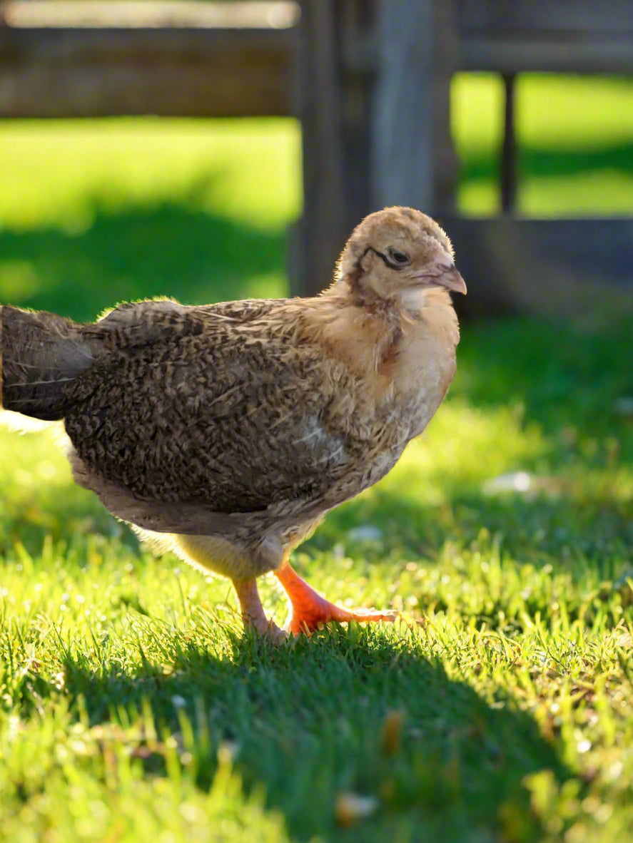 Easter Egger Chicks – Buy 10 + 5 Bonus Free (15 All-Female, Shipping Included)