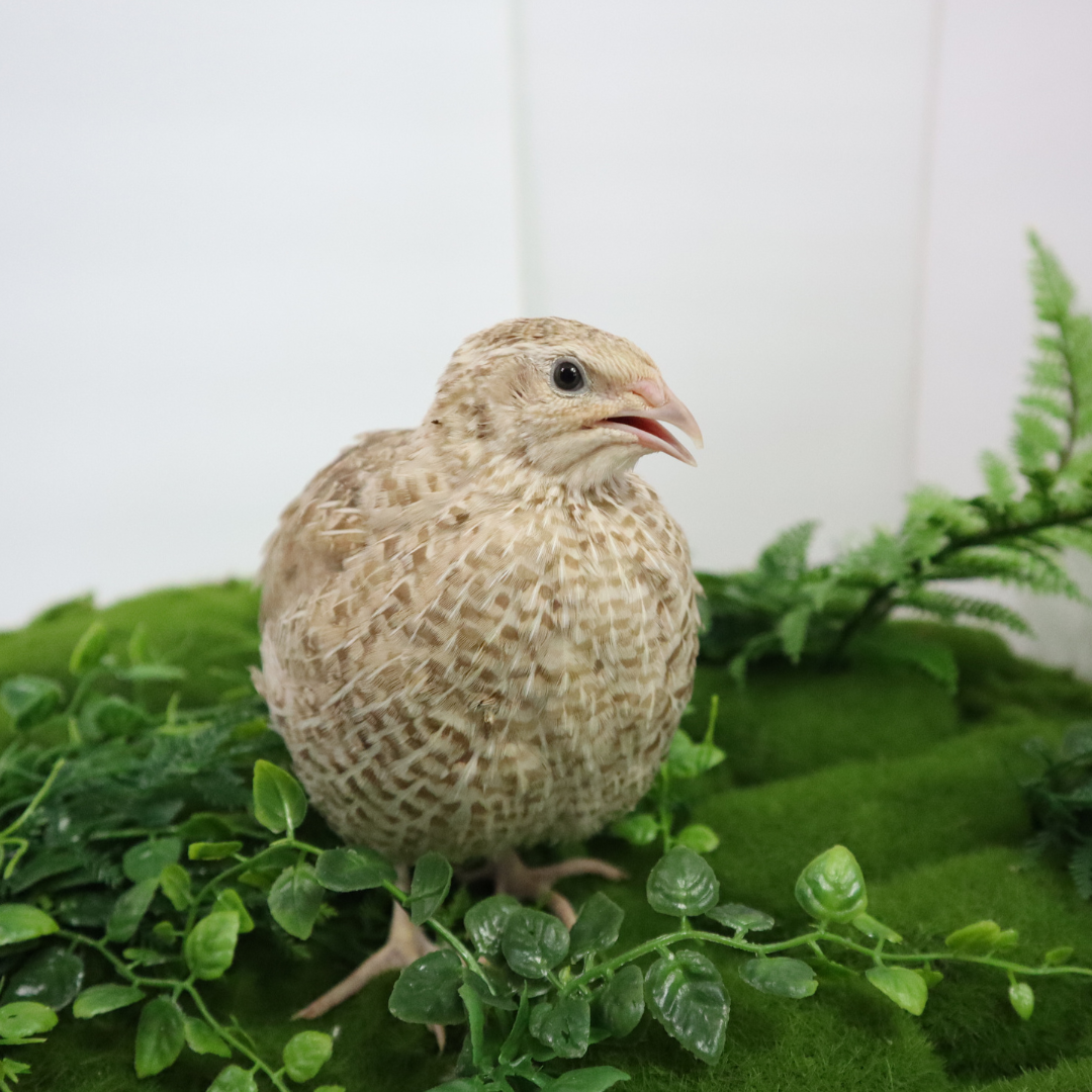 Egyptian Gold Quail Hatching Eggs