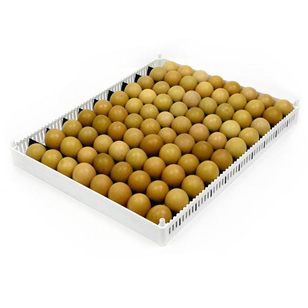 Flexy80 Egg Setter Tray with separators