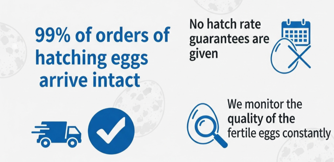 Fertile Hatching Mixed Jumbo Pharaoh Coturnix,Jumbo Italian, White,Brown Quail Hatching Eggs- Coturnix Quail Eggs for Sustainable Farming Hens Choice