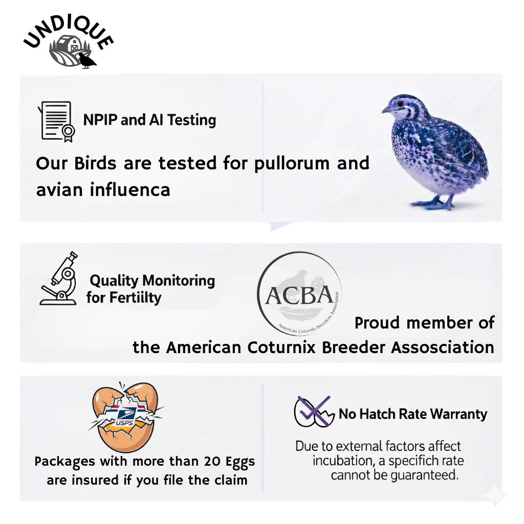 Jumbo Coturnix Quail Eggs Brown/Wild type for Hatching, Fertile Quail Eggs from Quality Monitored Flocks Birds Reach Jumbo Size Within 10 Weeks