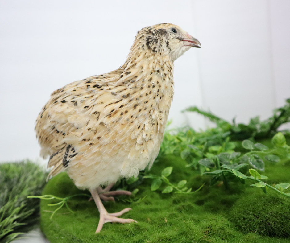 Premium Fertile Fertile Hatching Mixed Jumbo Pharaoh Coturnix,Jumbo Italian, White,Brown Quail Hatching Eggs- Coturnix Quail Eggs for Sustainable Farming Hens Choice for Hatching - Fresh Coturnix Quail Eggs