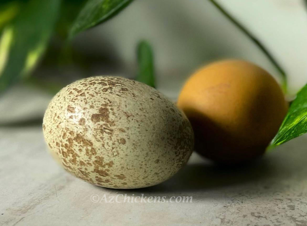Rainbow Egg Assortment – Buy 10 + 5 Bonus Free (15 All-Female, Shipping Included)