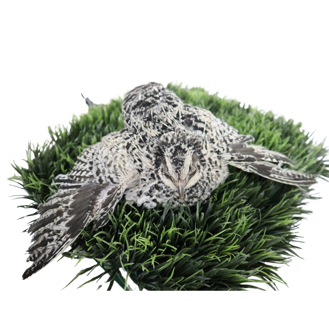 Pearl Pansy Quail Hatching Eggs – Fertile Coturnix Eggs for Incubation