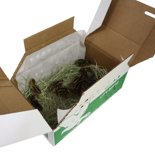 Coturnix Quail – 10 Chicks (straight run) (local Pickup only)
