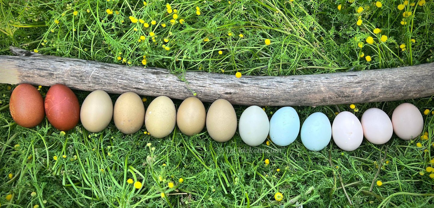 Rainbow Egg Assortment – Buy 10 + 5 Bonus Free (15 All-Female, Shipping Included)
