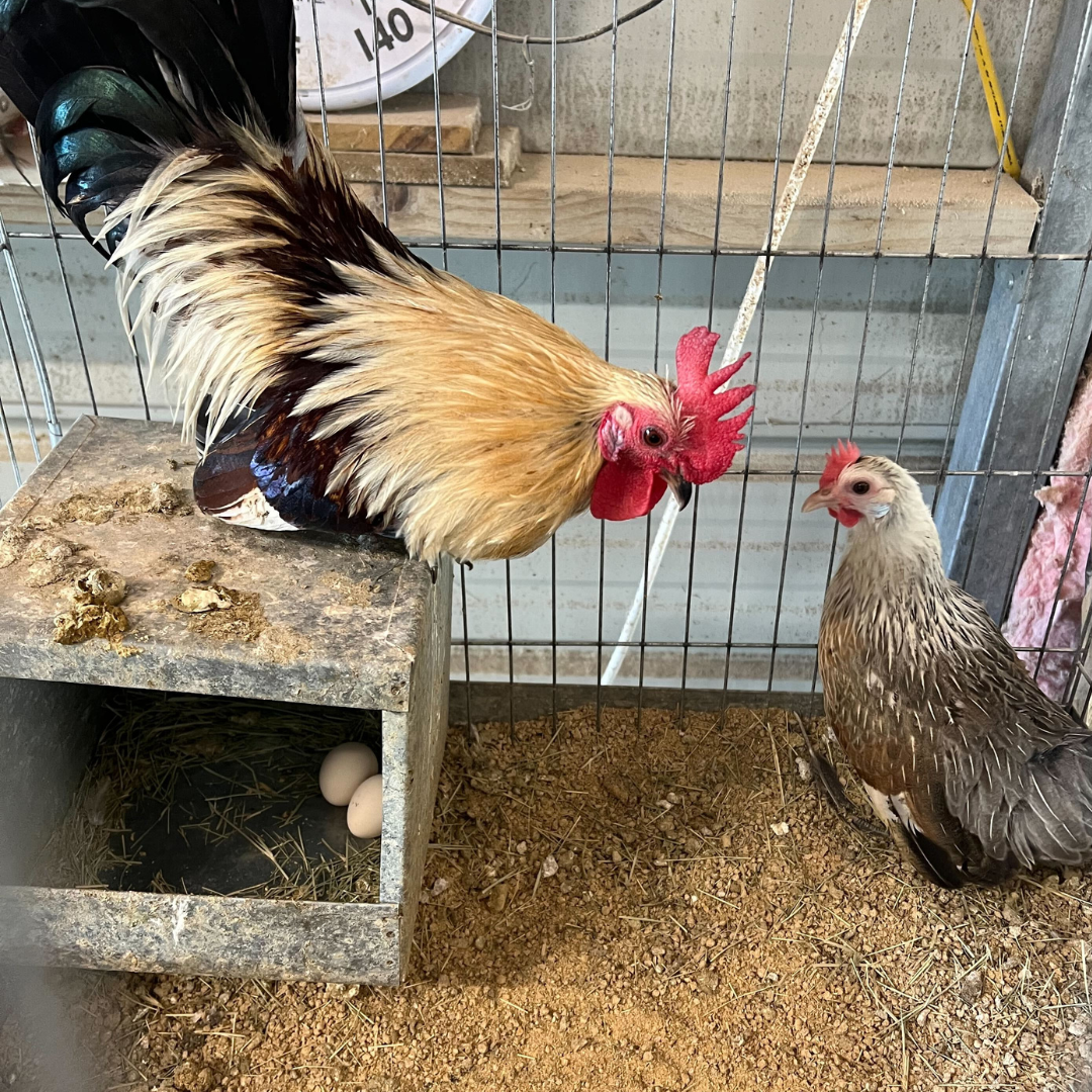 Premium 6 Rare Serama Bantam Hatching Eggs – World’s Smallest Chicken – Fertile & Freshly Collected - Fertile Chicken Eggs for Quail Enthusiasts