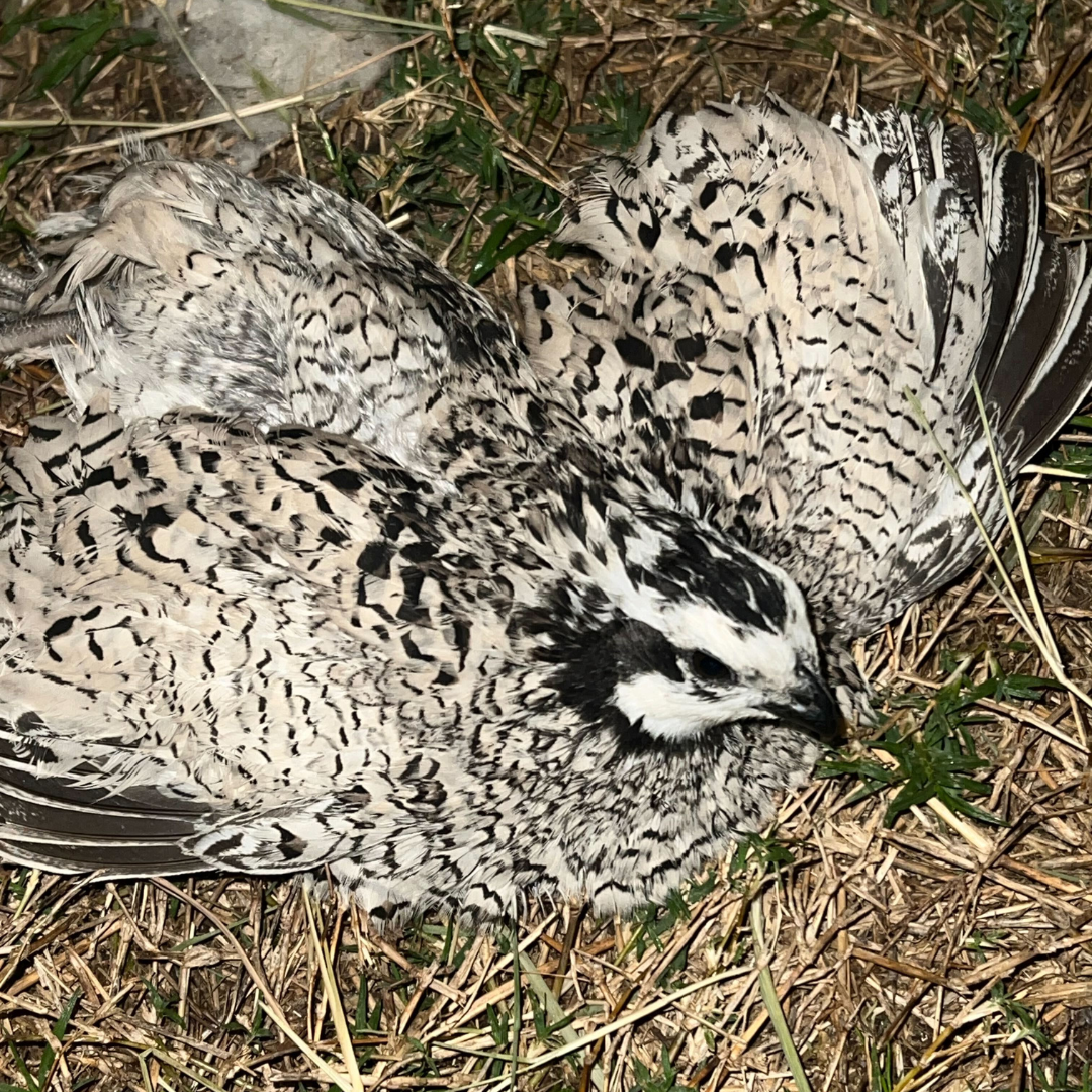 Rare Snowflake Bobwhite Quail Hatching Eggs