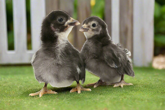 Black Sex-Link Female Chicks - 15 All-Female with Free Shipping