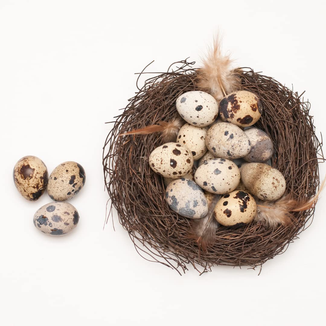 Fertile Hatching Mixed Jumbo Pharaoh Coturnix,Jumbo Italian, White,Brown Quail Hatching Eggs- Coturnix Quail Eggs for Sustainable Farming Hens Choice