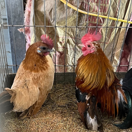 6 Rare Serama Bantam Hatching Eggs – World’s Smallest Chicken – Fertile & Freshly Collected