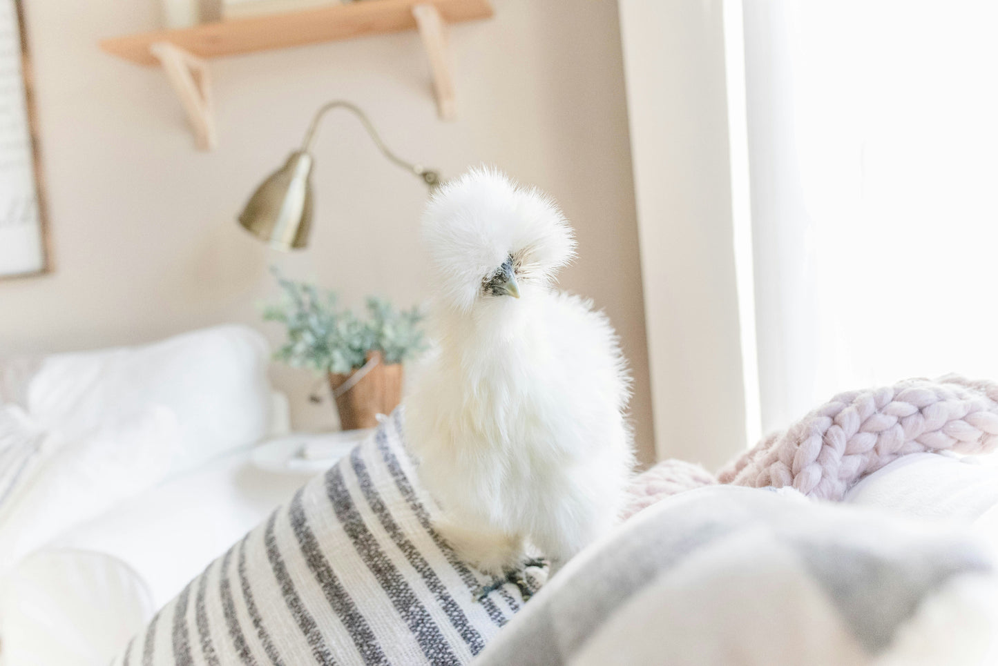 Silkie Chicks – Buy 6 + 3 Bonus Free (9 Unsexed, Mixed Colors, Shipping Included)