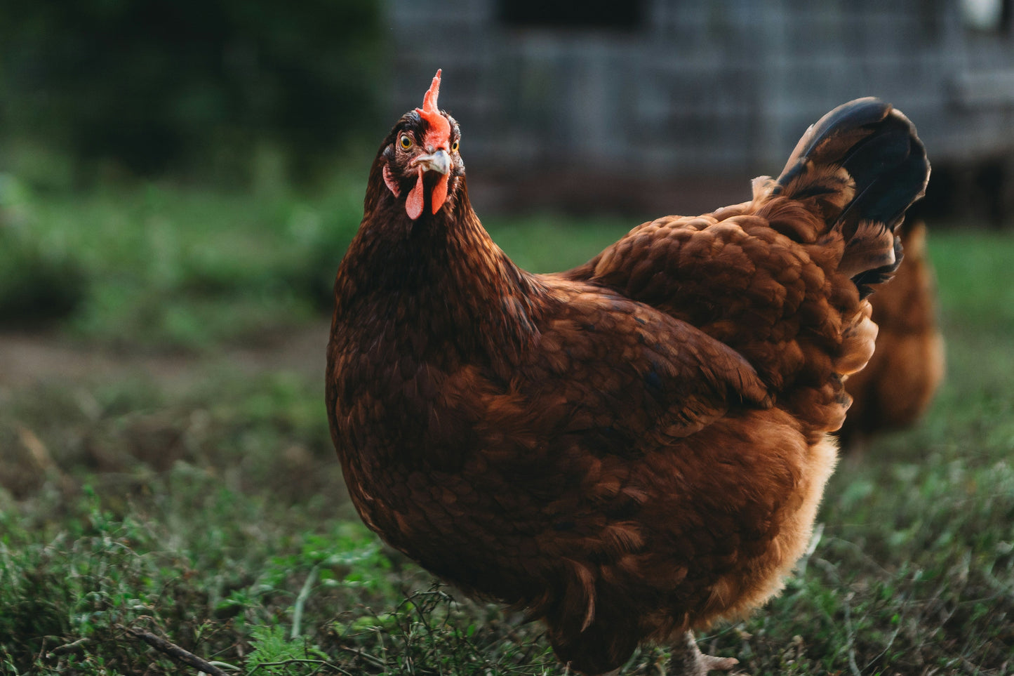 Rhode Island Red Chicks – Buy 10 + 5 Bonus Free (15 All-Female, Shipping Included)