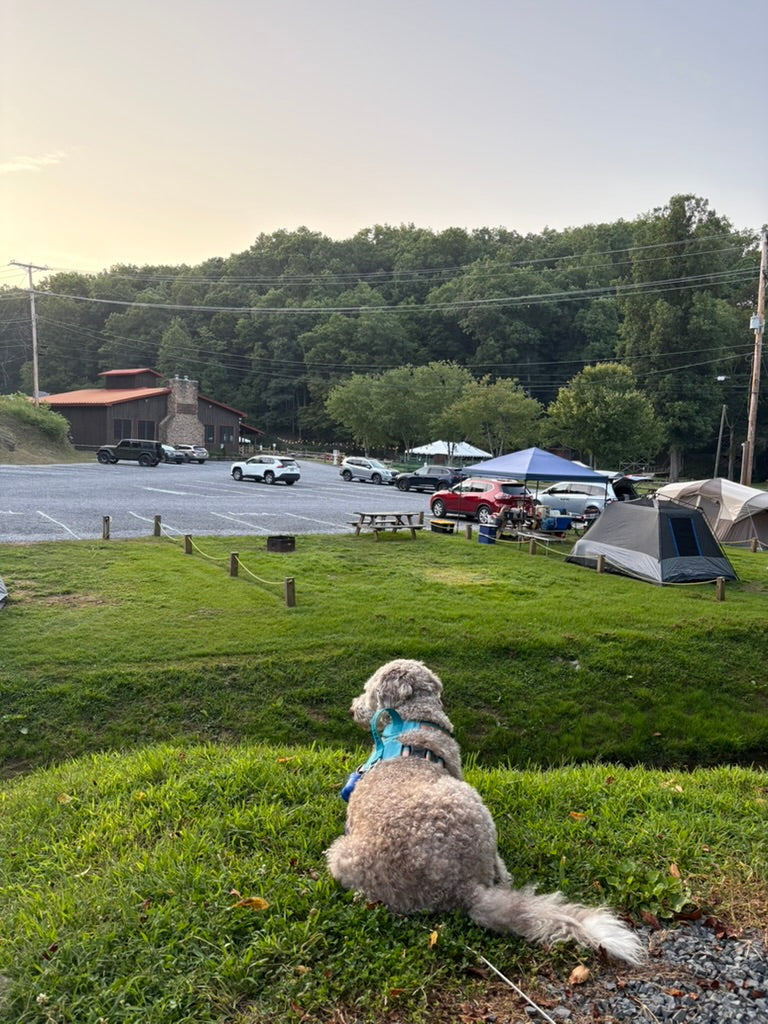 Trail Tails: Hiking with Dogs &amp; Why Snacks Matter More Than You Think