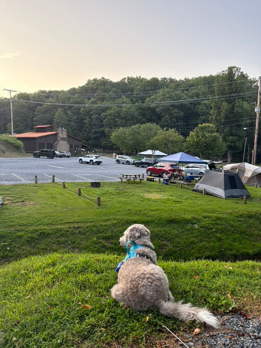 Trail Tails: Hiking with Dogs &amp; Why Snacks Matter More Than You Think
