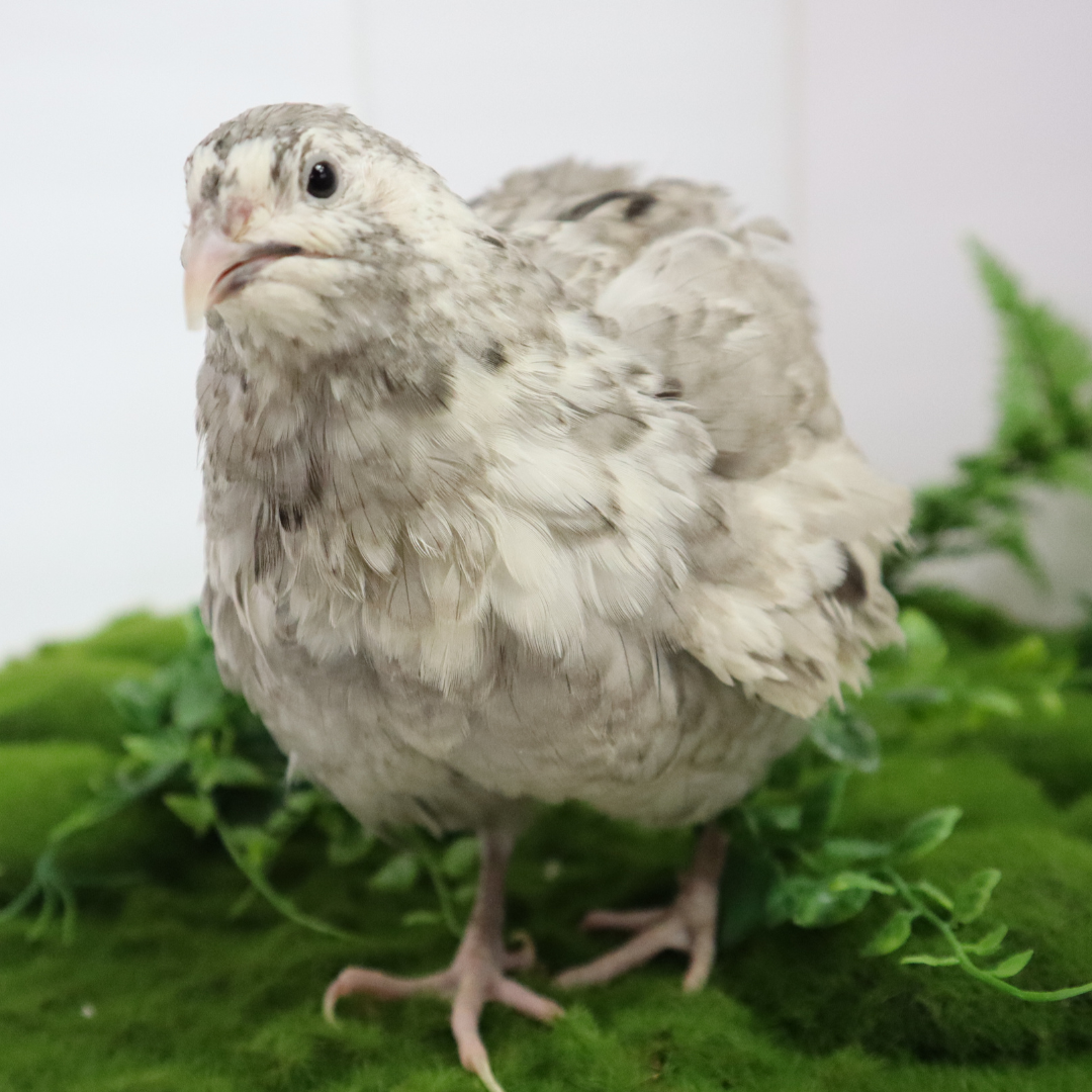 How to Care for Coturnix Quail