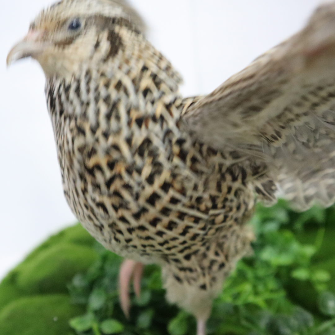 Introduction to Coturnix Quail – Quailz.com by Undique LLC