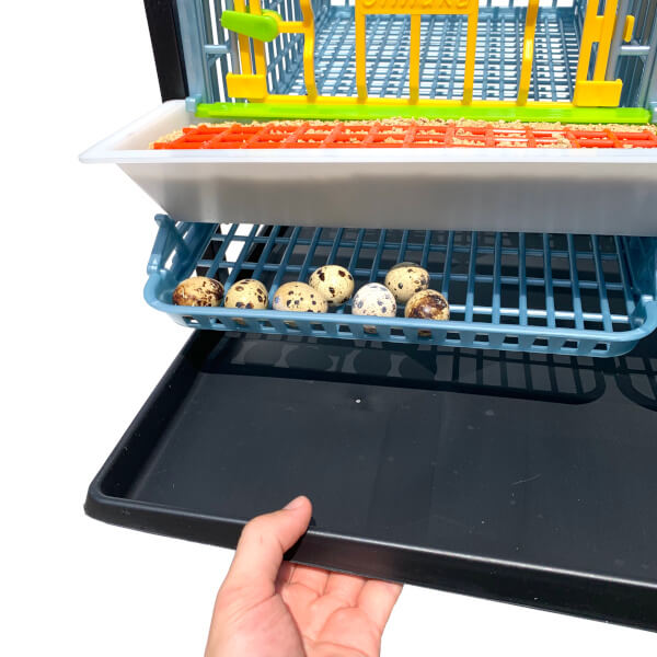 Setting Up Your Quail Housing and Facilities