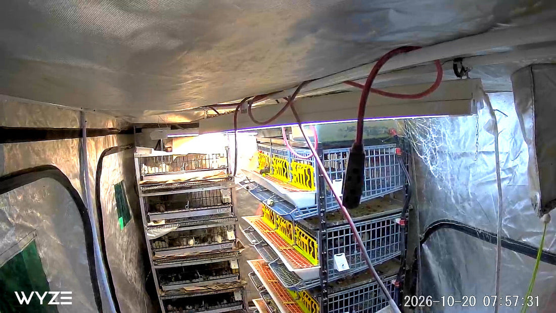 Short Days, Fewer Eggs: What Daylight Does to Quail Laying