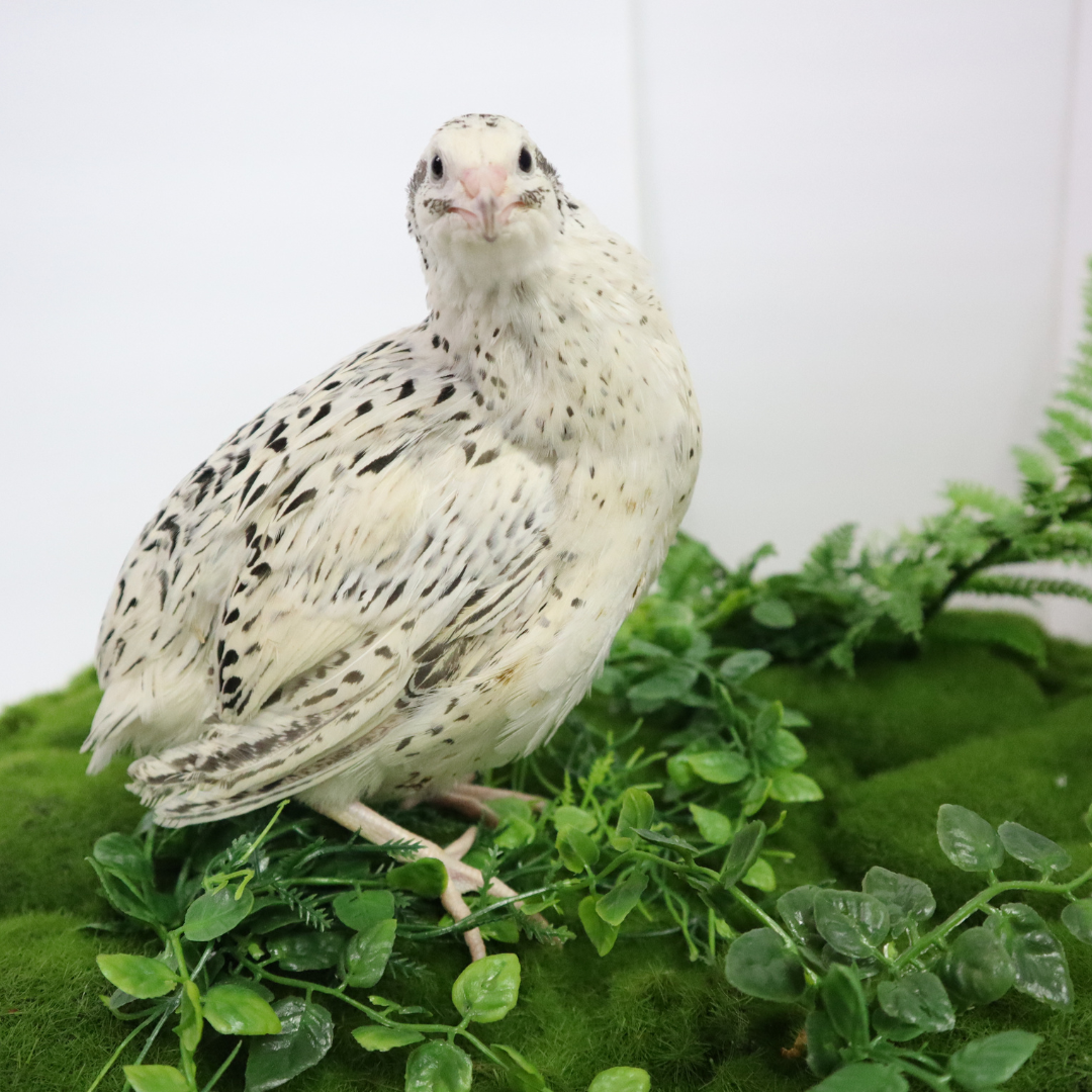 Quail Genetics - Introducing the Quail OS Color Mixer