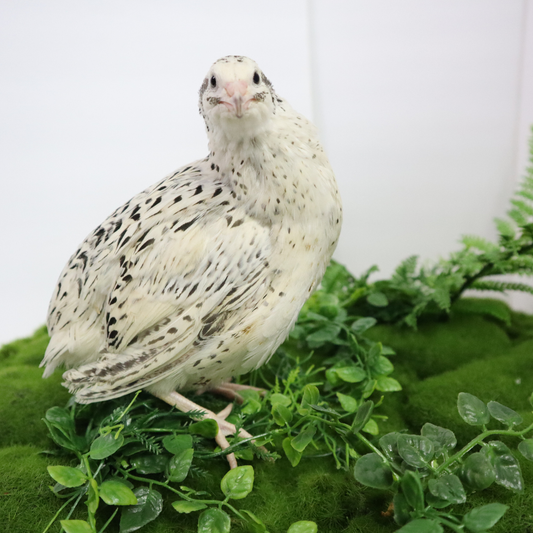 Quail Genetics - Introducing the Quail OS Color Mixer