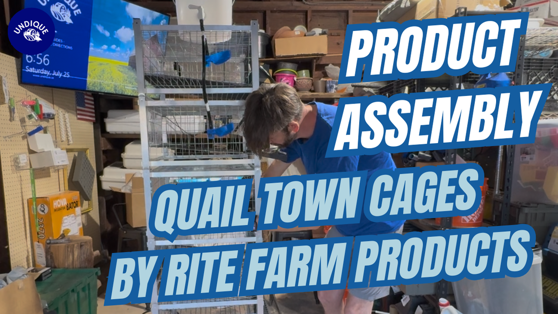 Assembling the 5-Tier Quail Town Cage Tower: Hands-On Test & Setup