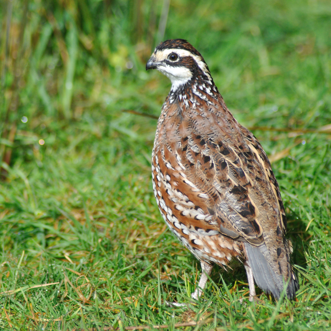 The Georgia Giant Bobwhite Quail: A Unique and Majestic Gamebird