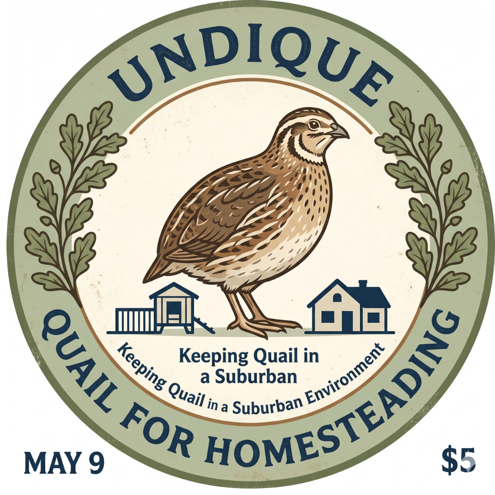 The Suburban Secret: Why Quail are the Ultimate Stealth Livestock