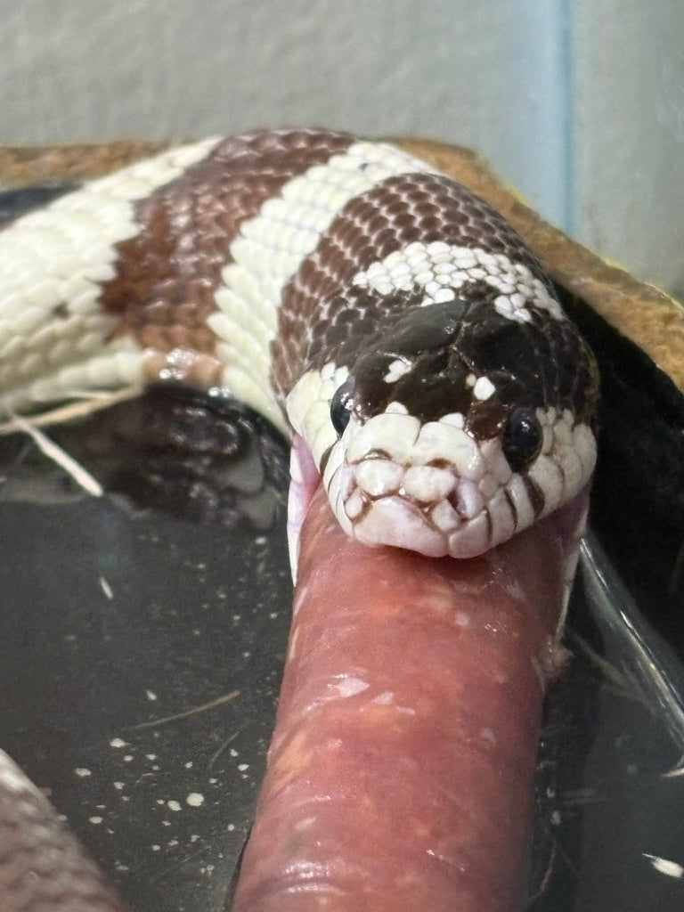 For Reptiles or Bird of Prey