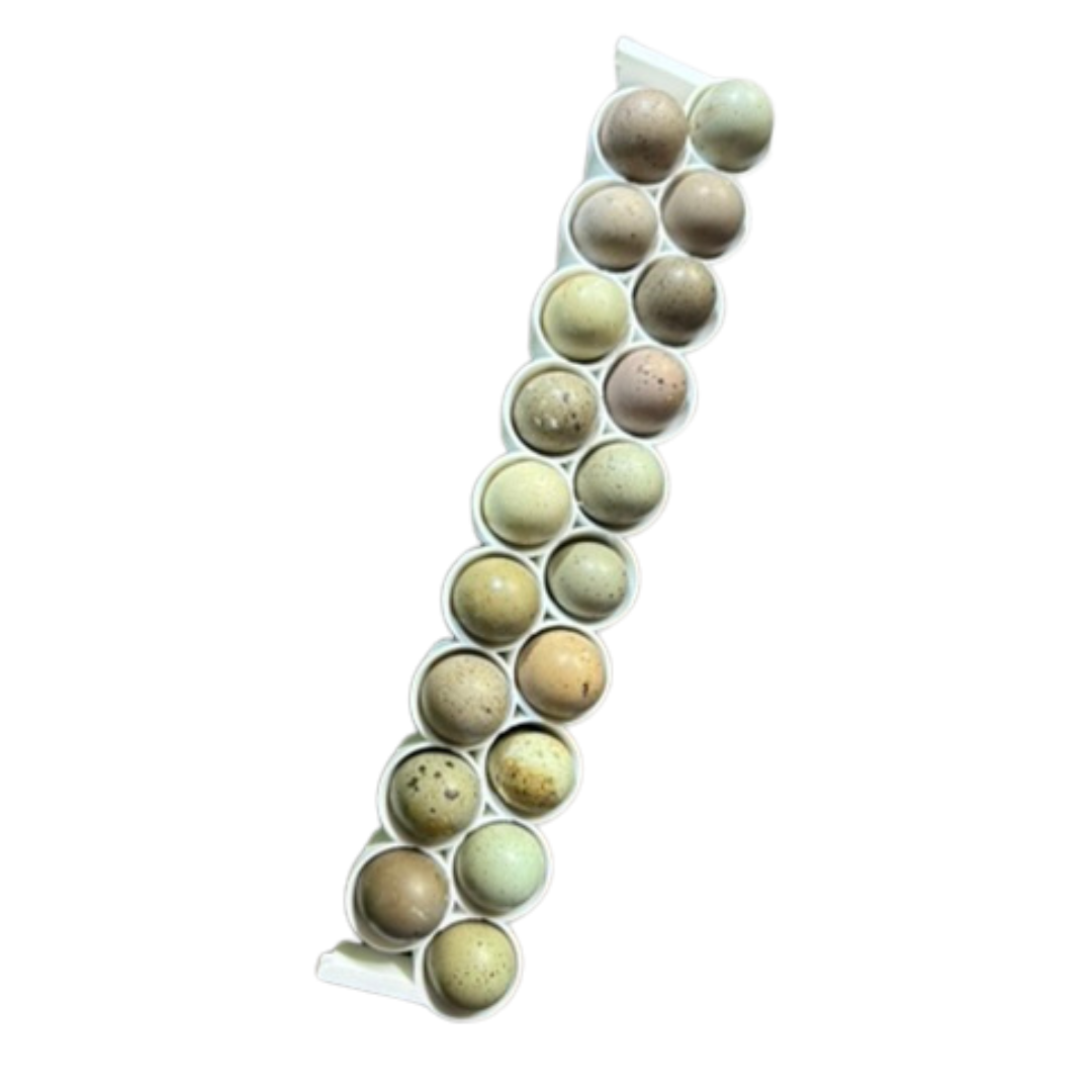 Button Quail Egg Rails for Cimuka®/Hatching Time® Incubators (CT-Series)