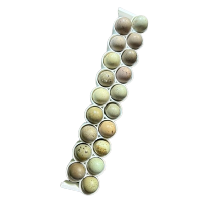 Button Quail Egg Rails for Cimuka®/Hatching Time® Incubators (CT-Series)
