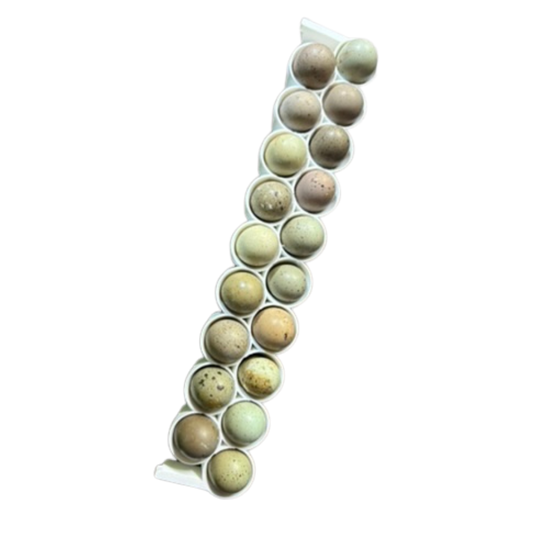 Button Quail Egg Rails for Cimuka®/Hatching Time® Incubators (CT-Series)