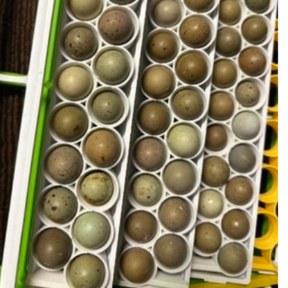Button Quail Egg Rails for Cimuka®/Hatching Time® Incubators (CT-Series)