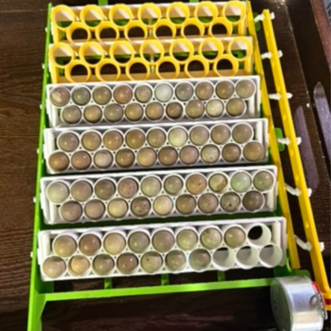 Premium Standard & Button Quail Egg Rails for Cimuka®/Hatching Time® Incubators (CT-Series) - Bird Keeping Supplies for Quail Enthusiasts
