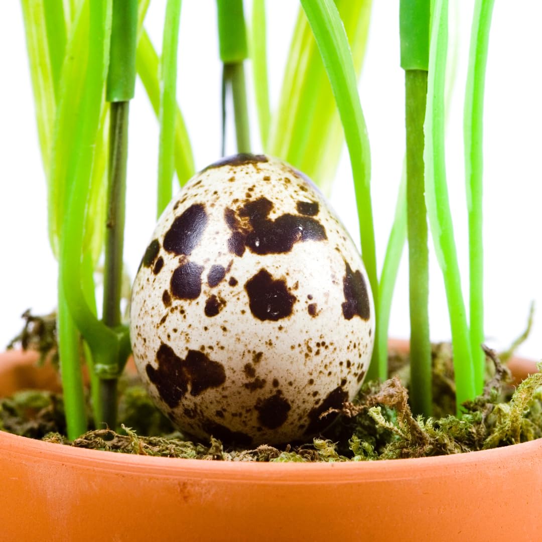 Empty Whole Eggshells Quail Eggs Hollowed - Set of 10 Cleaned Hollow Quail Eggs Perfect for Crafting and Decoration