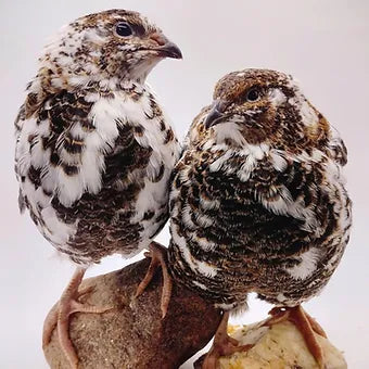 Jumbo Progressive Pied Collection hatching eggs