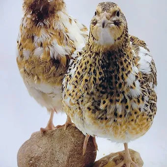 Jumbo Progressive Pied Collection hatching eggs