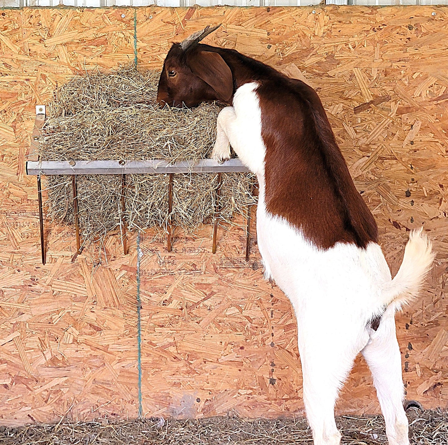 Premium 24 Inch Wall Mounted Sheep & Goat Two Flake Hay Feeder USA Made Aluminum - Homesteading Supplies for Quail Enthusiasts