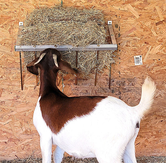 Premium 24 Inch Wall Mounted Sheep & Goat Two Flake Hay Feeder USA Made Aluminum - Homesteading Supplies for Quail Enthusiasts