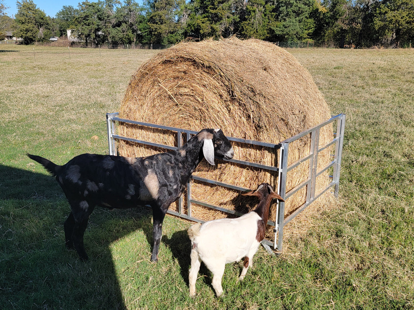 Premium Collapsible Sheep & Goat Aluminum Round Hay Bale Feeder for 4X4, 4X5, & 4X6 Bales Llama Alpaca - Homesteading Supplies for Quail Enthusiasts
