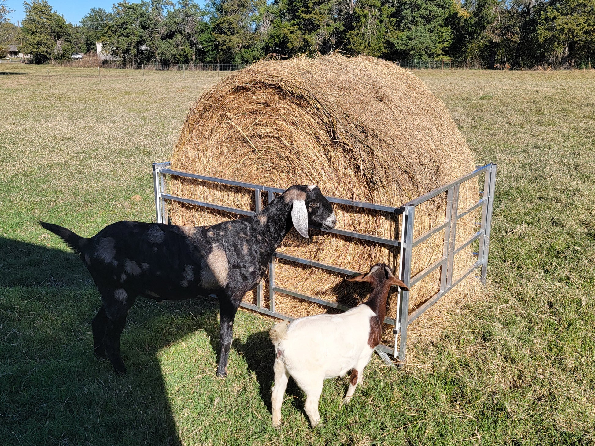 Premium Collapsible Sheep & Goat Aluminum Round Hay Bale Feeder for 4X4, 4X5, & 4X6 Bales Llama Alpaca - Homesteading Supplies for Quail Enthusiasts