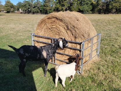 Premium Collapsible Sheep & Goat Aluminum Round Hay Bale Feeder for 4X4, 4X5, & 4X6 Bales Llama Alpaca - Homesteading Supplies for Quail Enthusiasts