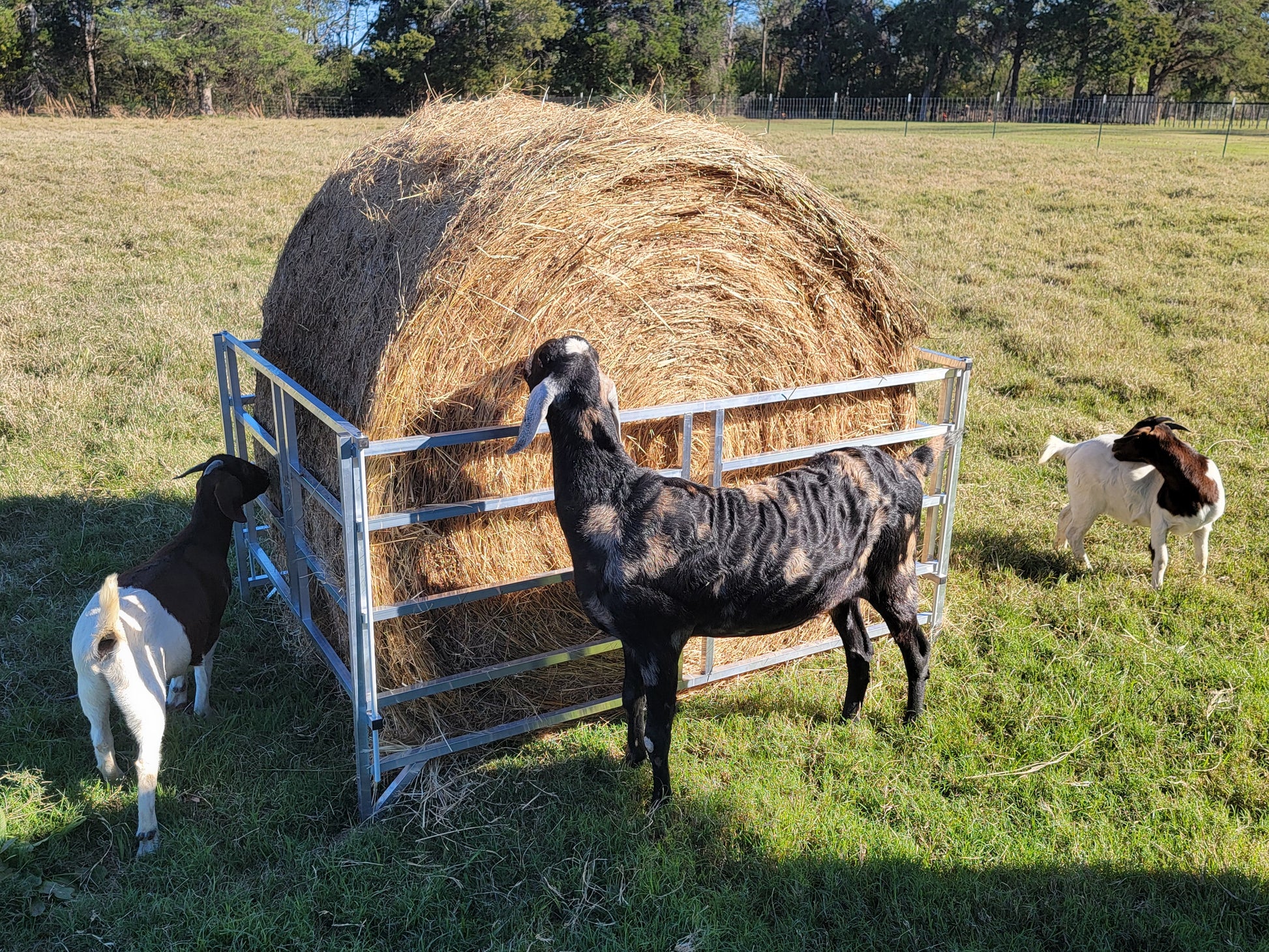Premium Collapsible Sheep & Goat Aluminum Round Hay Bale Feeder for 4X4, 4X5, & 4X6 Bales Llama Alpaca - Homesteading Supplies for Quail Enthusiasts